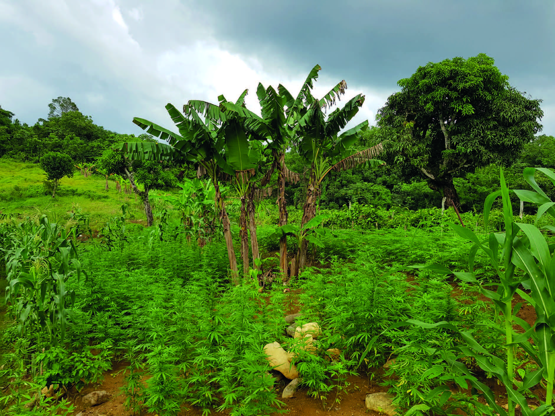 Illicit cannabis cultivation, Jamaica.courtesy Martin Jelsma (TNI) 2018